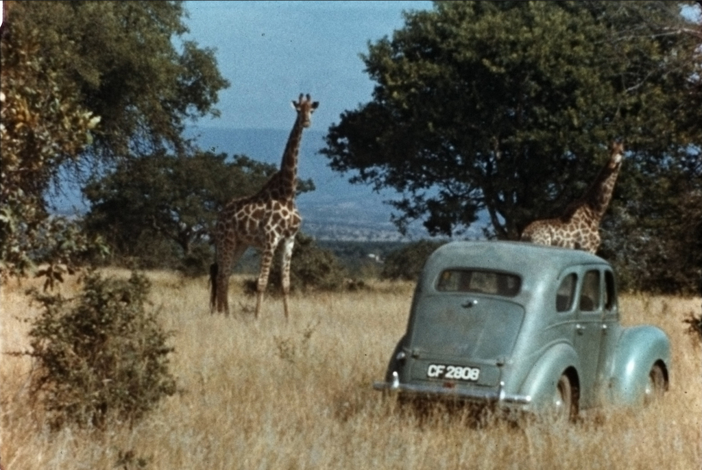 The Woman who Loves Giraffes – Review
