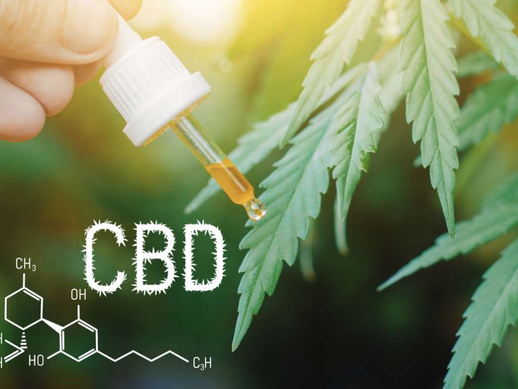 What the CBD Oil For Pets Can Do