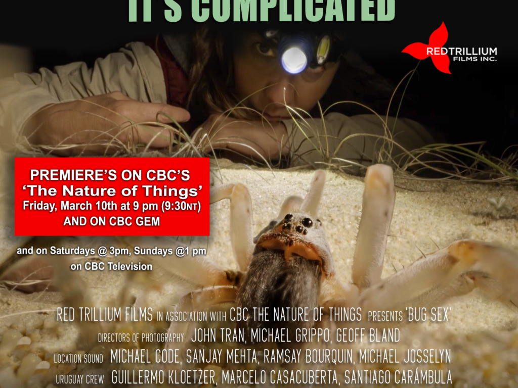 Bug Sex – It’s Complicated (Review)