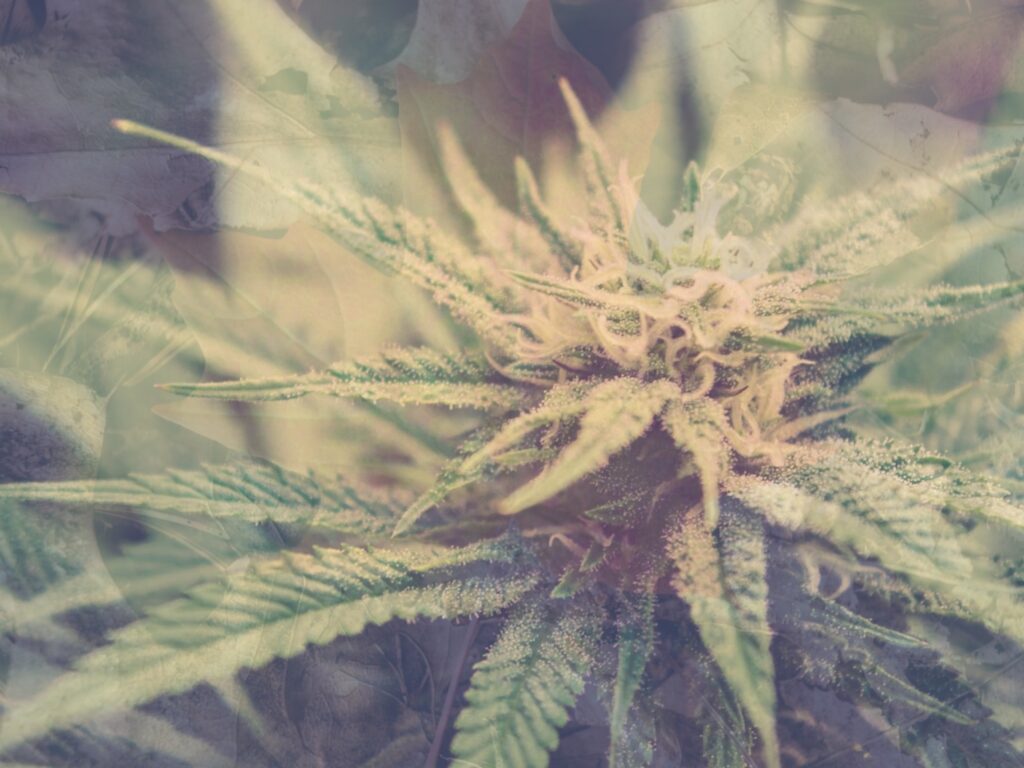 Most Popular Cannabis Strains in Canada and What Makes Them Special